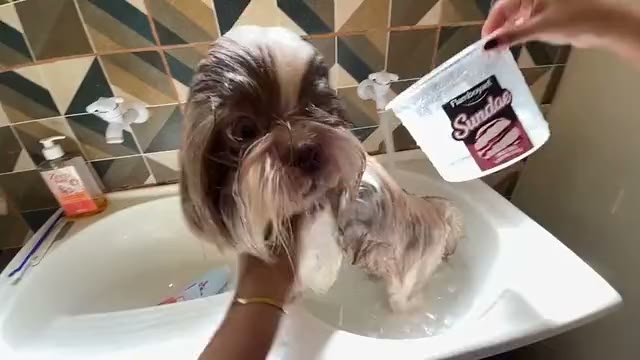 Banho em um cachorro pequeno na pia, com shampoo, gravado em primeira pessoa
