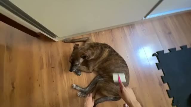 Escovação de um cachorro deitado no chão, gravada em primeira pessoa