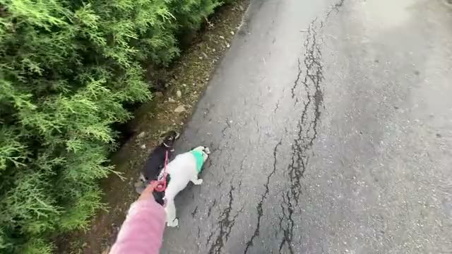 Passeio com cachorro na coleira gravado em primeira pessoa, com a mão e o animal no quadro